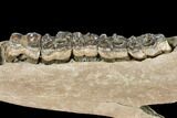 Fossil Horse (Equus) Jaw - River Rhine, Germany #125987-3